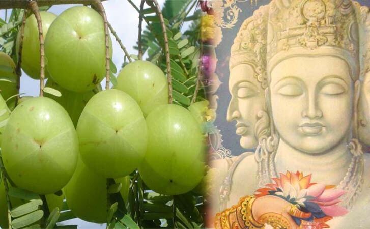 इस भगवान के आंसुओं से हुई थी आंवला की उत्पत्ति इस भगवान के आंसुओं से हुई थी आंवला की उत्पत्ति
