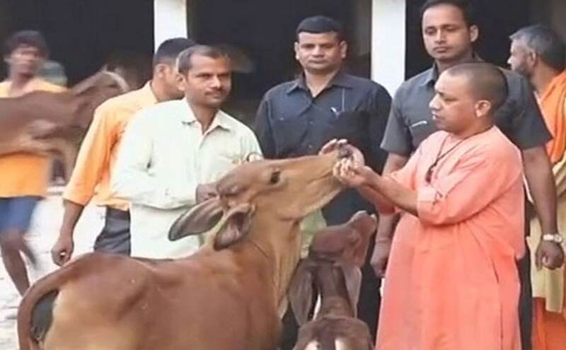 UP के नगर निगमों में आवारा गोवंश के रखरखाव के लिए 17.52 करोड़ की मंजूरी