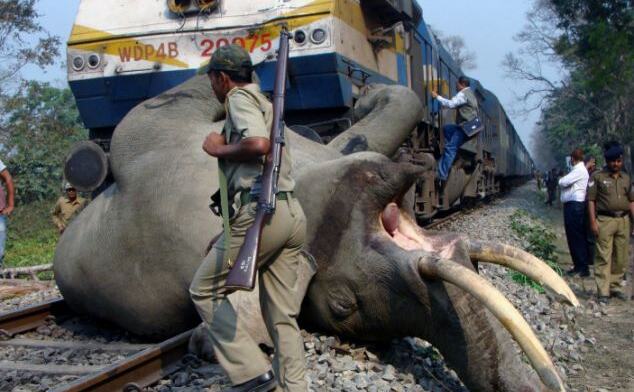 ट्रेन से कटकर हाथी की मौत, मौके से हाथियों का झुंड हवाई फायरिंग कर हटाया
