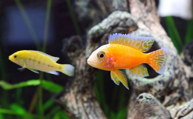 मछली के इस जोड़े को घर में लटकाना होता है बहुत शुभ...