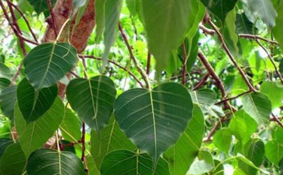 जानिये, शनिवार को पीपल पर क्यों चढ़ाते हैं कच्‍चा दूध...