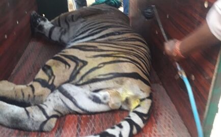 सारणी में घूम रहे बाघ को चार हाथियों और ड्रोन कैमरे की मदद से पकड़ा