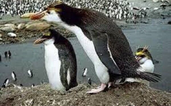 भारत में पहली बार जन्म लेगी पेंगुइन, मुंबई का ये चिड़ियाघर बनाएगा रिकॉर्ड