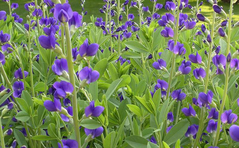 नील से न सिर्फ कपड़े चमकते हैं बल्कि किस्मत भी बदलती है, जानिए कैसे