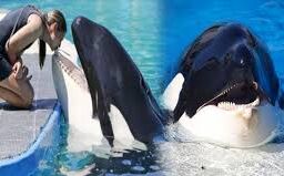 ये किलर व्हेल, बोल सकती है, इंसानों की तरह...