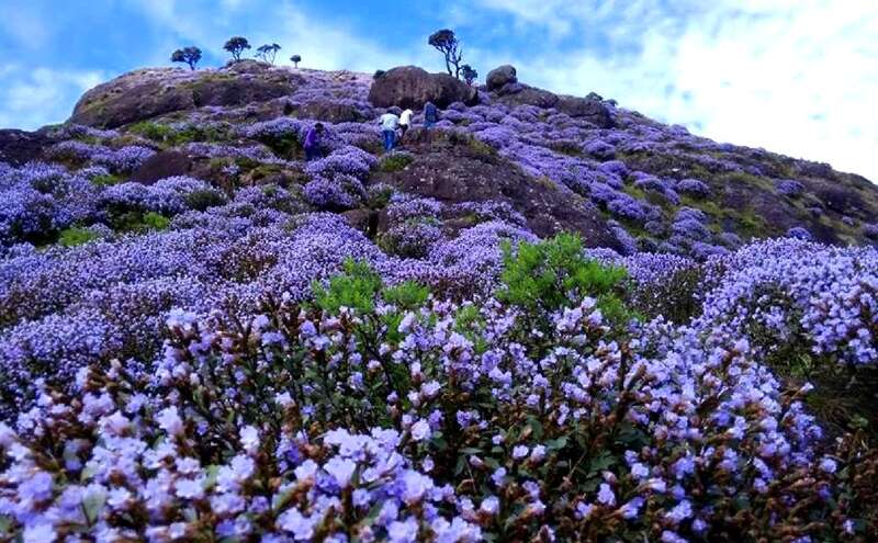 12 साल में एक बार खिलता है यह फूल, पीएम मोदी ने स्वतंत्रता दिवस के भाषण में किया जिक्र